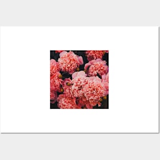 Pink Carnations Posters and Art